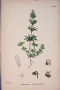 Original Old Antique Print Rough Corn Bedstraw Flower Plant Fine Art