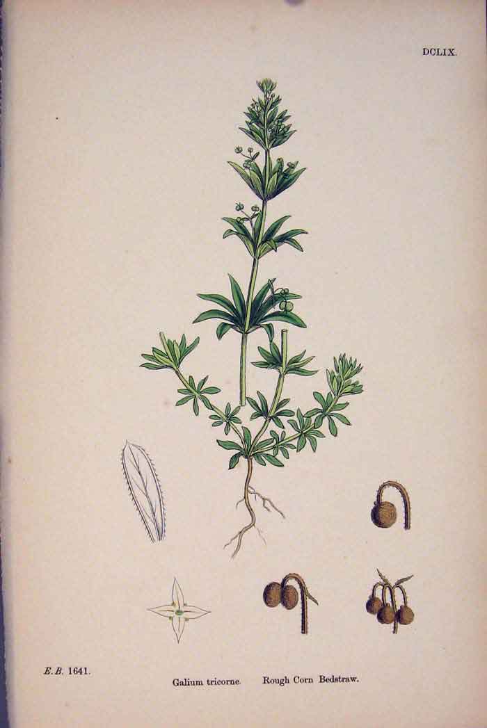 Original Old Antique Print Rough Corn Bedstraw Flower Plant Fine Art