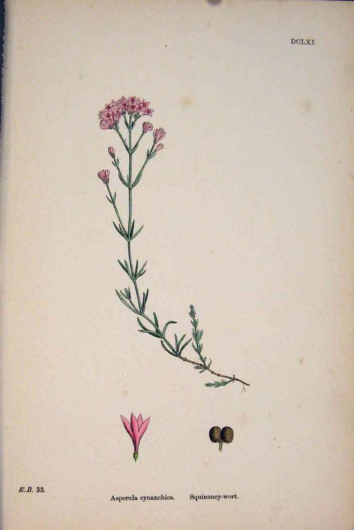 Original Old Antique Print Squinancy-Wort Flower Plant Pink Colour Fine Art 187