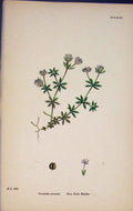 Original Old Antique Print Blue Field Madder Flower Plant Colour