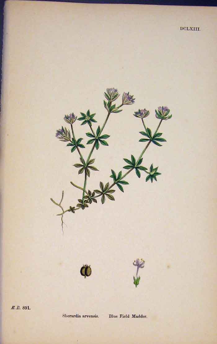 Original Old Antique Print Blue Field Madder Flower Plant Colour