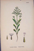 Original Old Antique Print Cut-Leaved Valerian Flower Plant Colour 187 19th