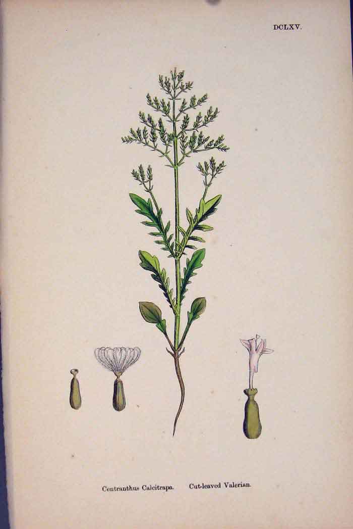 Original Old Antique Print Cut-Leaved Valerian Flower Plant Colour 187 19th