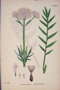 Old Antique Print Great Wild Valerian Flower Plant Colour Fine Art C187 A 19th