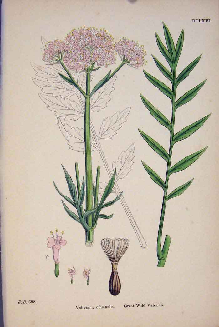 Old Antique Print Great Wild Valerian Flower Plant Colour Fine Art C187 A 19th