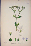 Original Old Antique Print Lamb'S-Lettuce Flower Plant Food Colour A