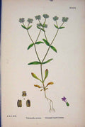 Original Old Antique Print Carinated Lamb'S-Lettuce Flower Plant Food Art A