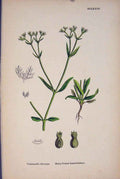 Original Old Antique Print Hairy-Fruited Lamb'S-Lettuce Flower Plant Pri A