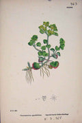 Original Old Antique Print Gen Saxifrage Flower Plant Colour A