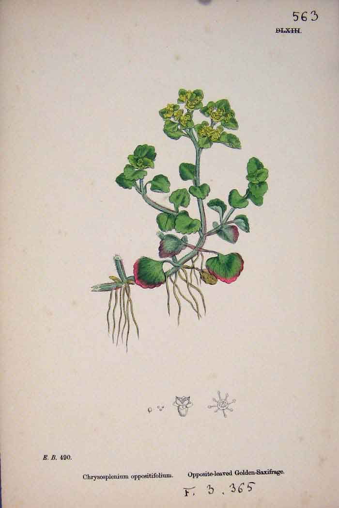 Original Old Antique Print Gen Saxifrage Flower Plant Colour A