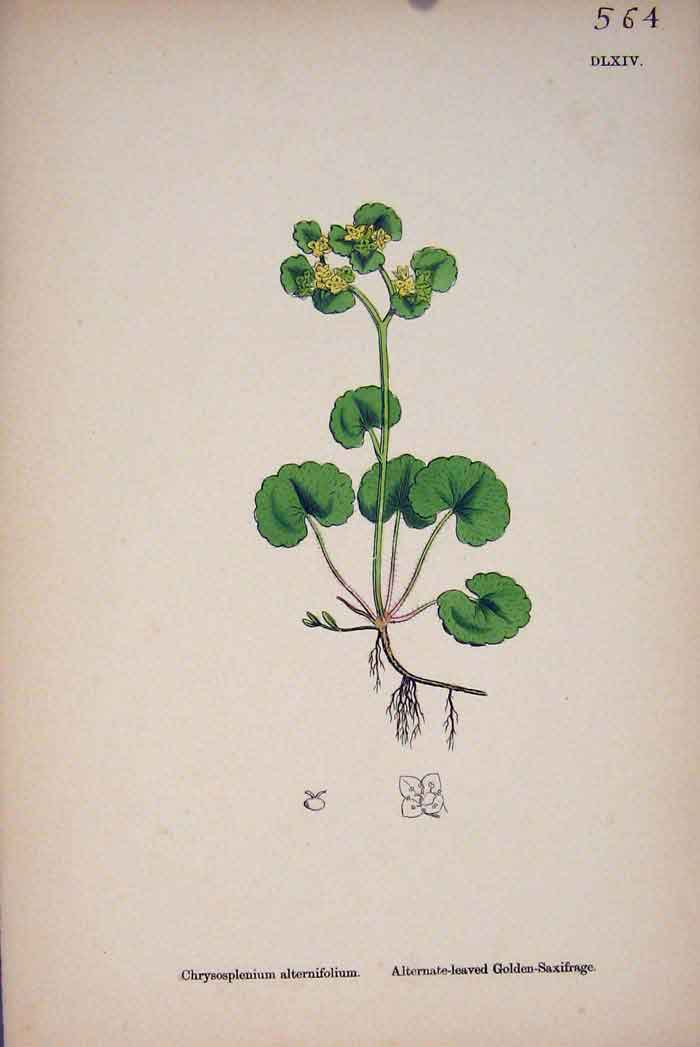 Original Old Antique Print Gloden Saxifrage Flower Plant Colour Fine Art A 18th