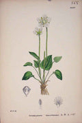 Original Old Antique Print Grass-Of-Parnassus Flower Plant Grass Colour A 18th