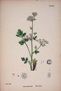 Original Old Antique Print Wild Celery Flower Plant Food Colour 19th