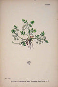 Original Old Antique Print Water-Parsnip Plant Flower Colour Art C187 Victorian