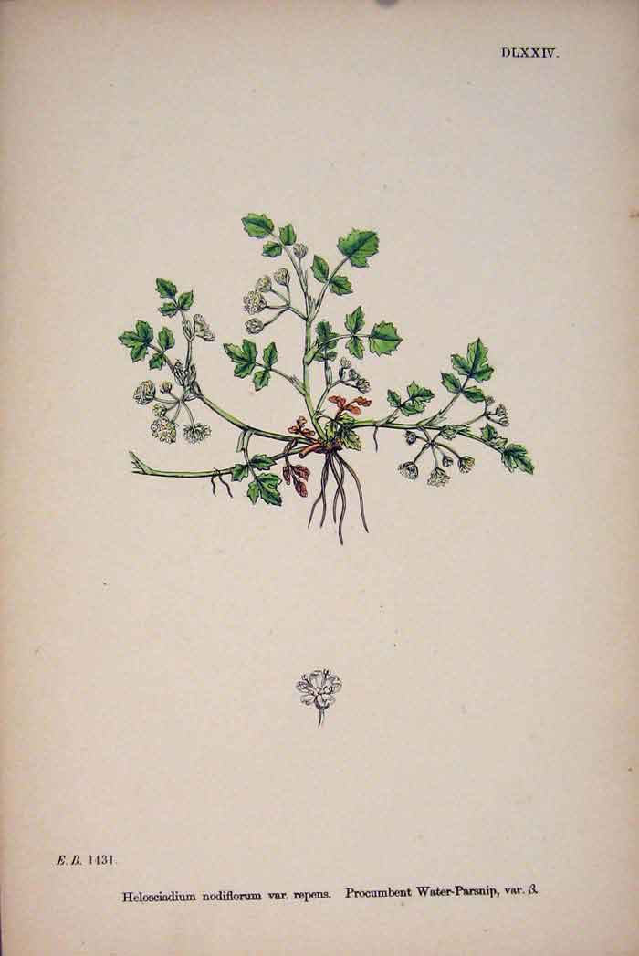 Original Old Antique Print Water-Parsnip Plant Flower Colour Art C187 Victorian