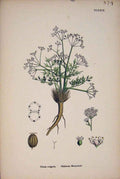 Original Old Antique Print Glabrous Stonewort Flower Pant Colour Fine Art C187