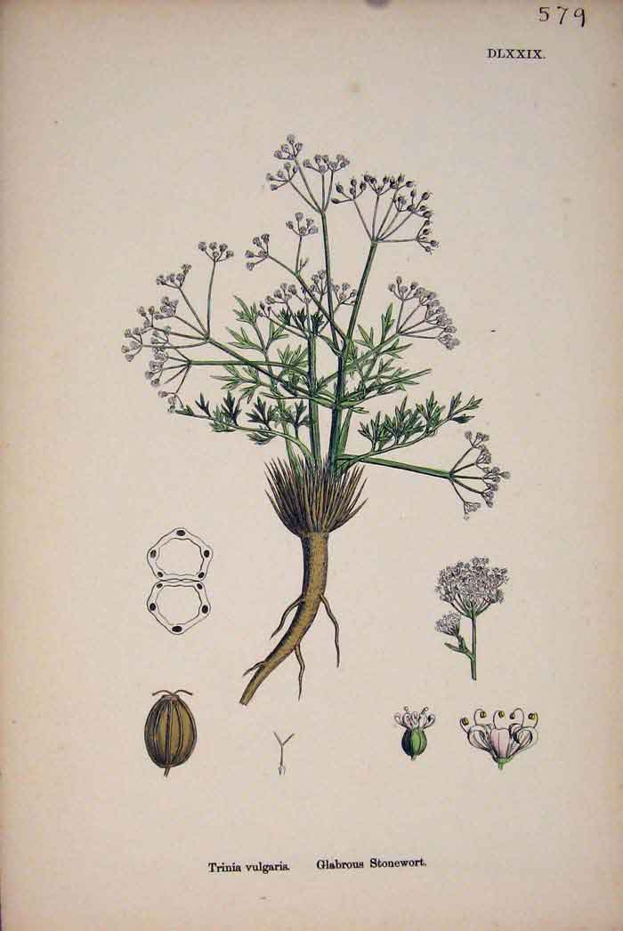 Original Old Antique Print Glabrous Stonewort Flower Pant Colour Fine Art C187