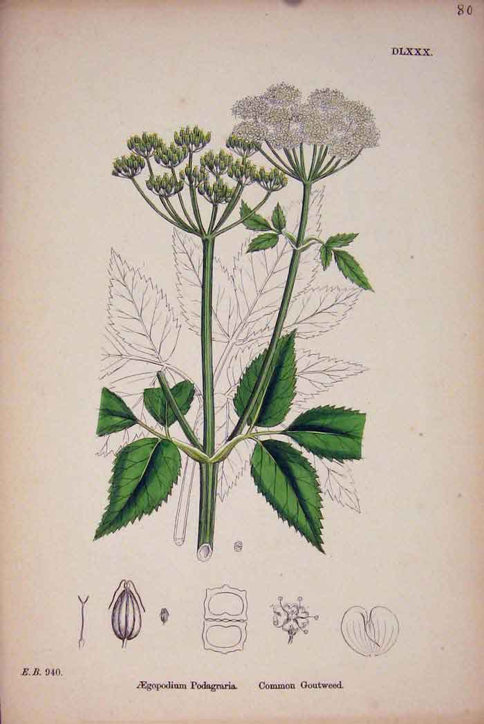 Original Old Antique Print Goutweed Flower Plant Weed Colour Antiqu 20th