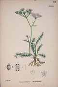 Original Old Antique Print Worled Caraway Flower Plant Colour 20th Century