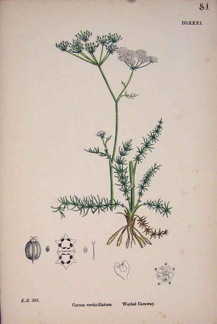 Original Old Antique Print Worled Caraway Flower Plant Colour 20th Century