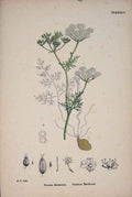 Original Old Antique Print Earth-Nut Flower Plant Colour Fine Art 20th Century