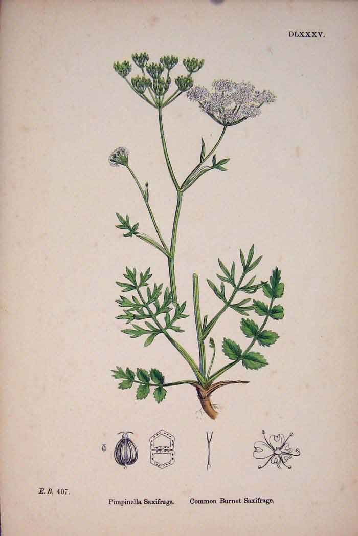 Original Old Antique Print Burnet Saxirage Flower Plant Colour 18 19th Century