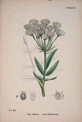 Original Old Antique Print Water-Parsnip Flower Plant Colour C187 A Victorian