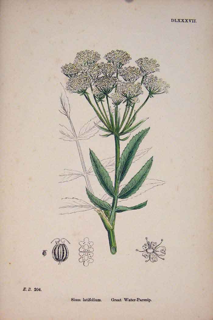 Original Old Antique Print Water-Parsnip Flower Plant Colour C187 A Victorian