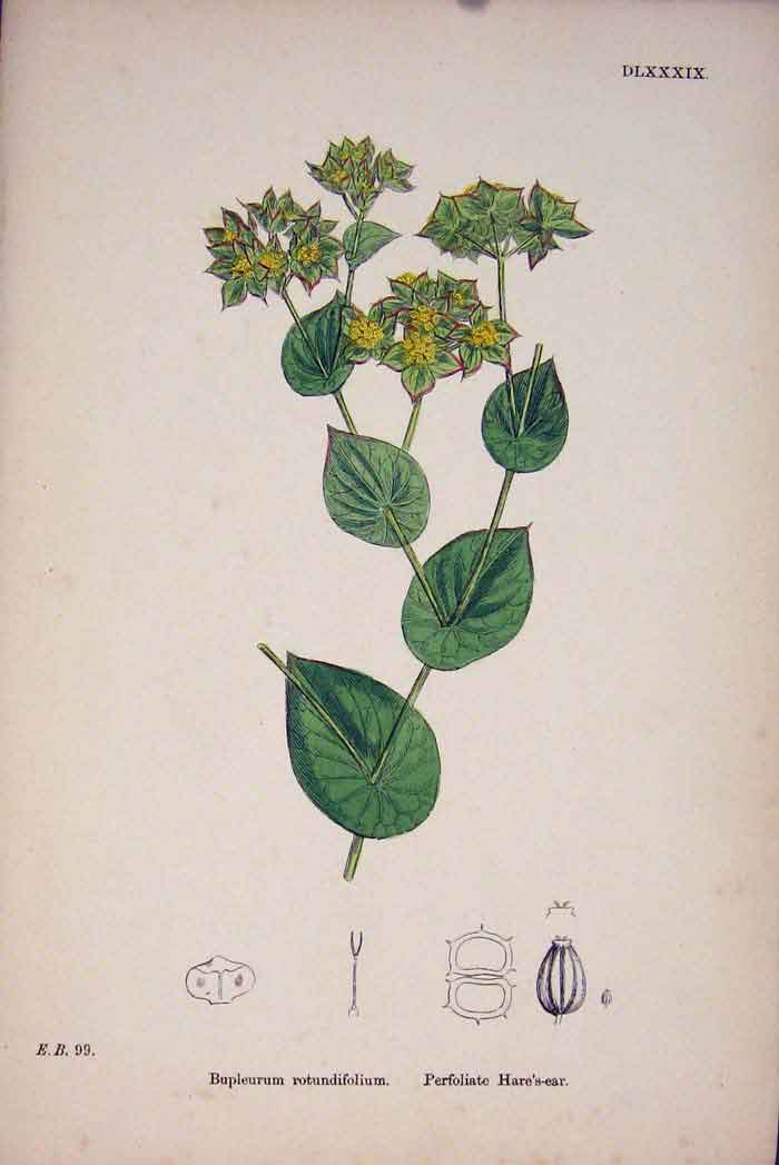Original Old Antique Print Perfoliate Hare'S Ear Plant Flower C1878 A Victorian