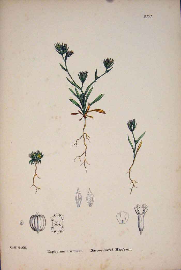Original Old Antique Print Narrow Leaved Hare'S Ear Flower Plant A