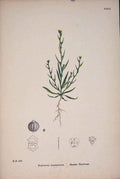 Old Antique Print Slender Hare'S-Ear Flower Plant Colour Fine Art C1878 A 19th