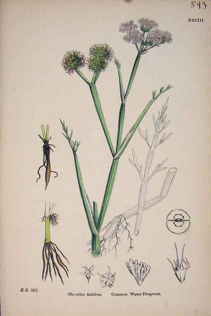 Original Old Antique Print Water-Dropwort Plant Flower Fine Art A