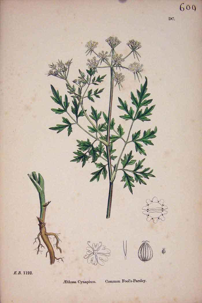 Old Antique Print Fool'S Parsley Flower Plant Herb Colour Fine Art C187 A 19th