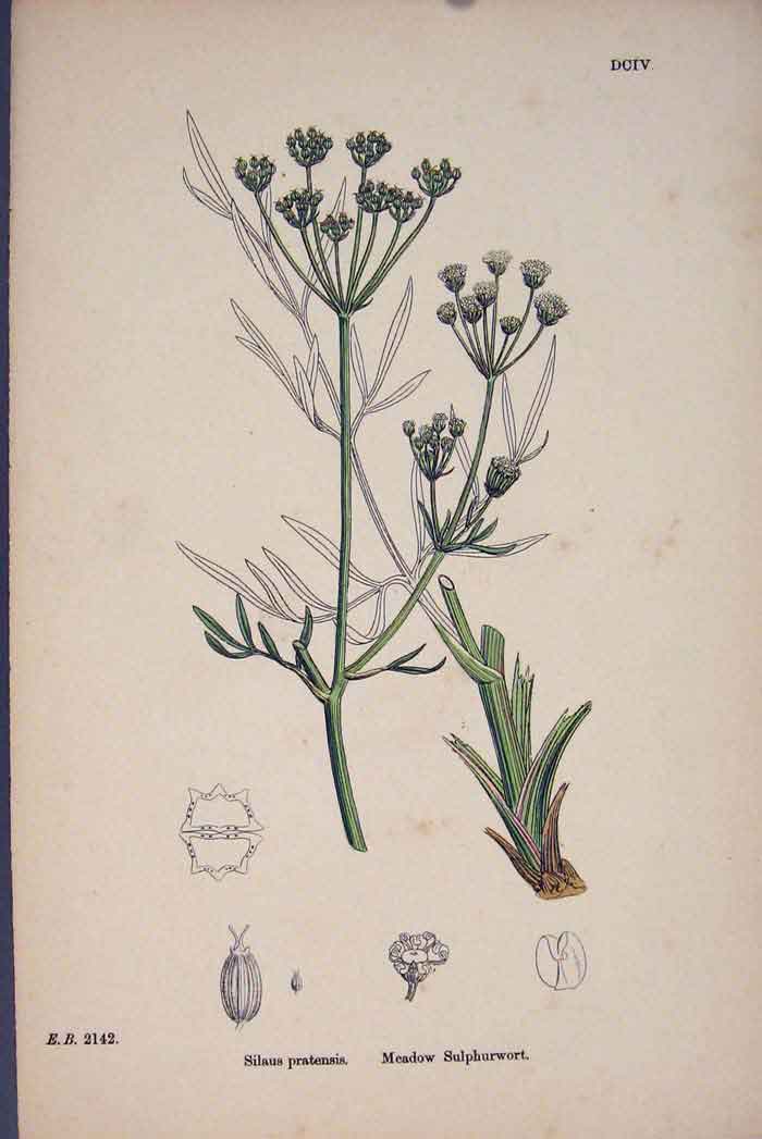 Original Old Antique Print Sulphurwort Plant Flower Art C1878 A 19th