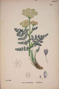 Original Old Antique Print Bald-Money Plant Flower Colour Fine Art Prin A