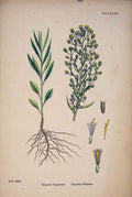 Original Old Antique Print Canadian Fleabane Flower Plant Colour A
