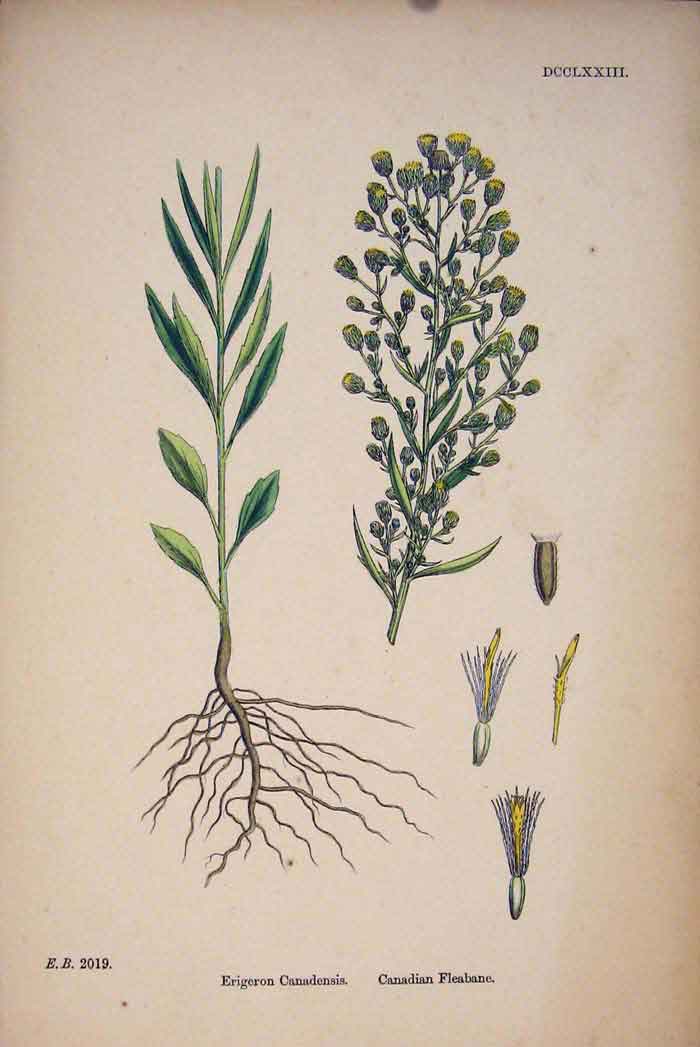 Original Old Antique Print Canadian Fleabane Flower Plant Colour A