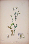 Original Old Antique Print Blue Fleabane Flower Plant Colour C1878 A Victorian