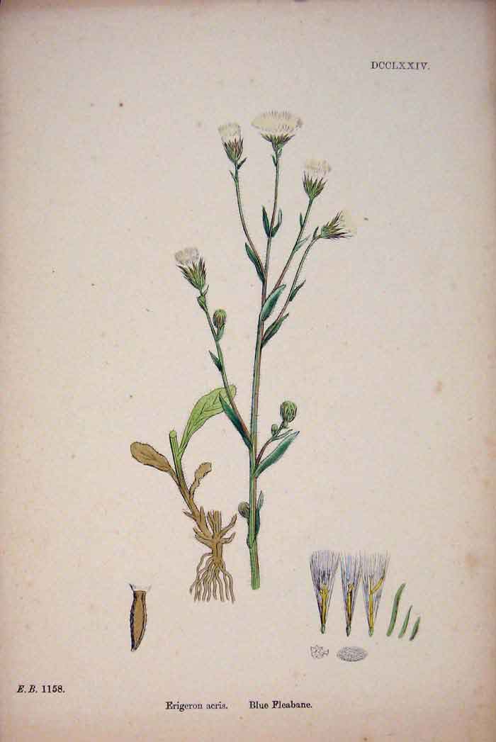 Original Old Antique Print Blue Fleabane Flower Plant Colour C1878 A Victorian