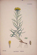 Original Old Antique Print Cks Flower Plant Colour Fine Art 1878 A Victorian