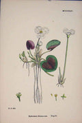 Original Old Antique Print T Plant Flower Colour Fine Art C1878 A 19th