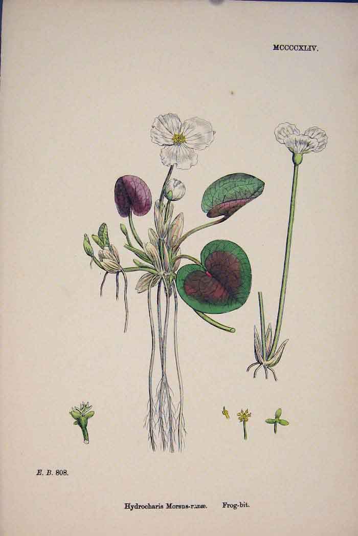 Original Old Antique Print T Plant Flower Colour Fine Art C1878 A 19th