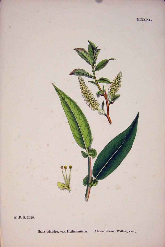 Original Old Antique Print Almond-Leaved Willow Plant Flower Art C187 A 19th