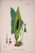 Original Old Antique Print Cuckow-Pint Flower Plant Colour C1878 A Victorian