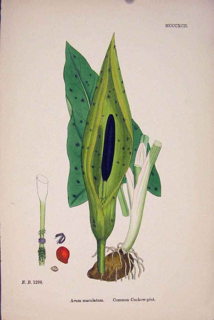 Original Old Antique Print Cuckow-Pint Flower Plant Colour C1878 A Victorian