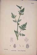 Old Antique Print Knotted Hedge Parsley Food Herb Plant Flower Fine Ar A