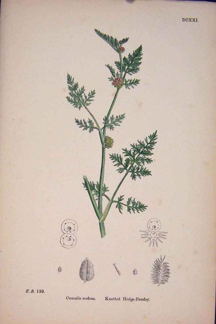 Old Antique Print Knotted Hedge Parsley Food Herb Plant Flower Fine Ar A