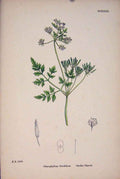 Original Old Antique Print Il Plant Flower Colour Fine Art A