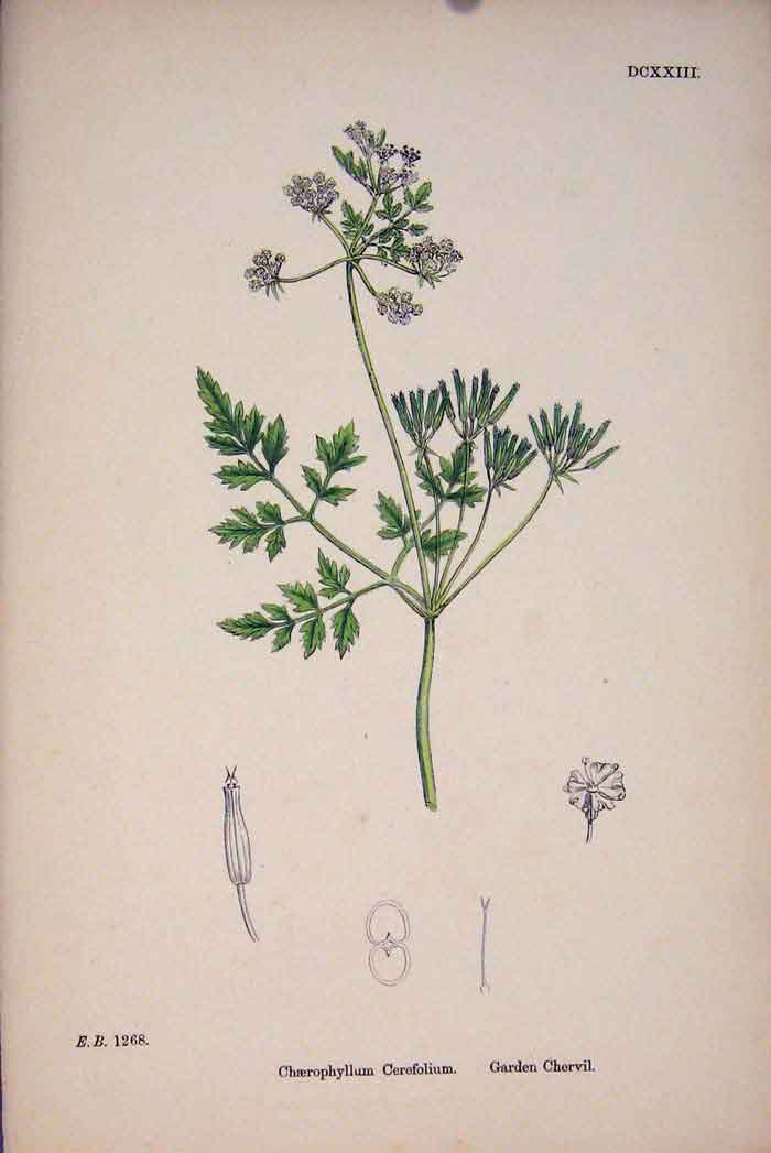 Original Old Antique Print Il Plant Flower Colour Fine Art A