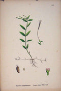 Old Antique Print Alpine Willow-Herb Flower Plant Colour Fine Art C187 A 19th